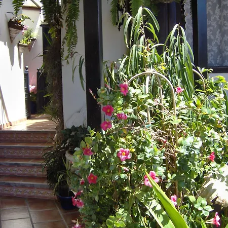 Small 15m For Young People With Sea View * Icod De Los Vinos