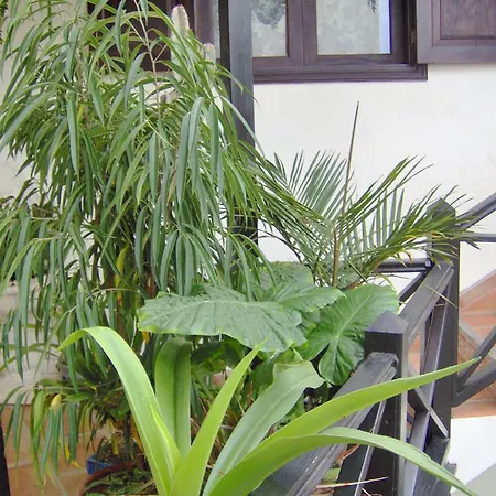 Small 15m For Single Use With Sea View * Icod De Los Vinos